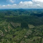 Cotton-top tamarins in Los Titicos de San Juan Forest Reserve in Colombia, supported by Disney Conservation Fund