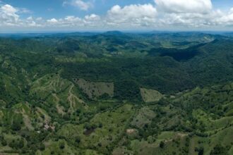 Cotton-top tamarins in Los Titicos de San Juan Forest Reserve in Colombia, supported by Disney Conservation Fund