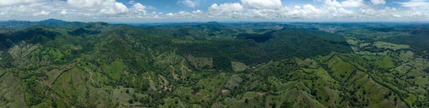 Cotton-top tamarins in Los Titicos de San Juan Forest Reserve in Colombia, supported by Disney Conservation Fund