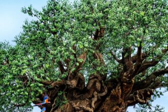 Disney Parks St. Patrick's Day 2026 celebration