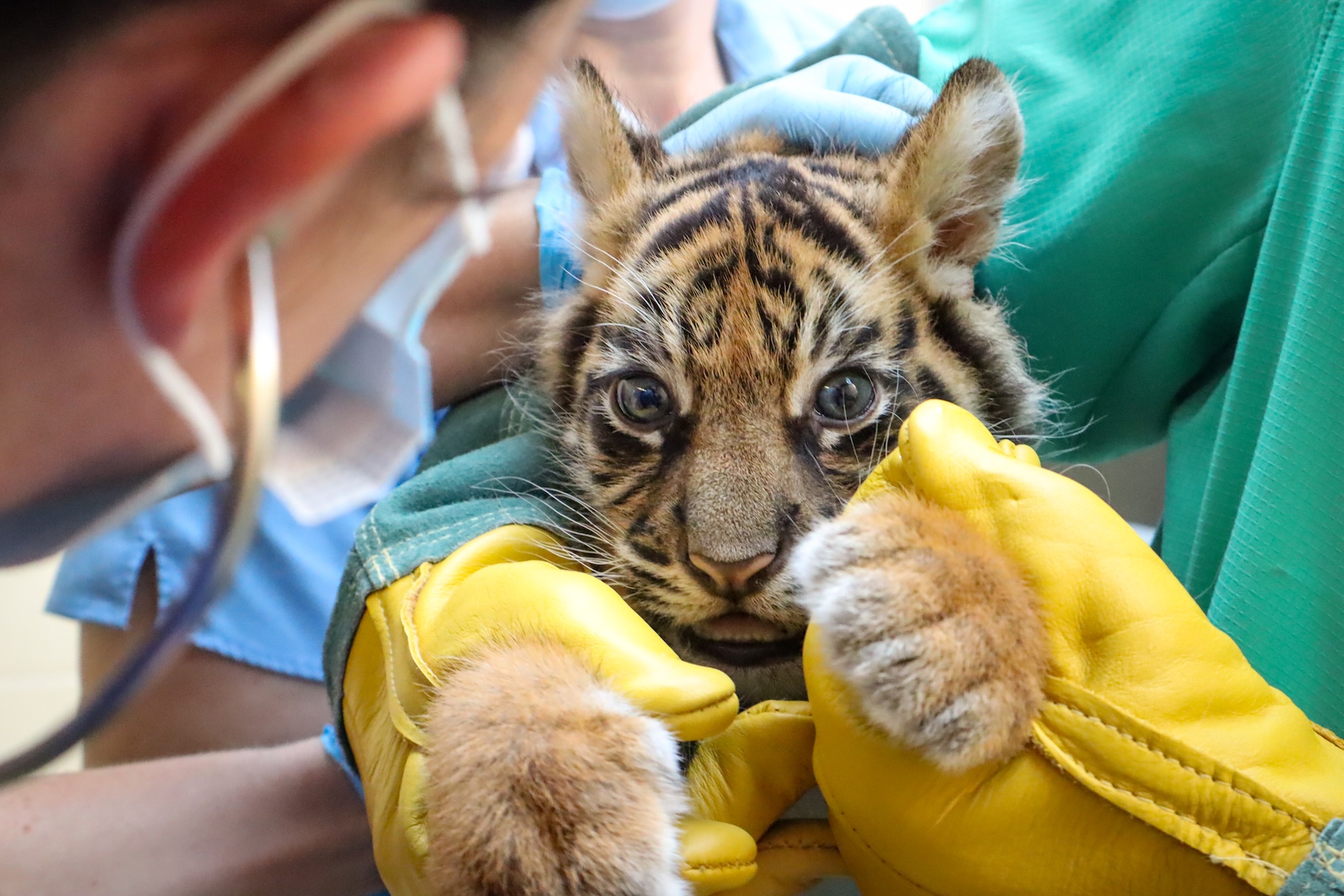 Disney World Animal Care Update for Earth Month 2026 - Theme Park Shark