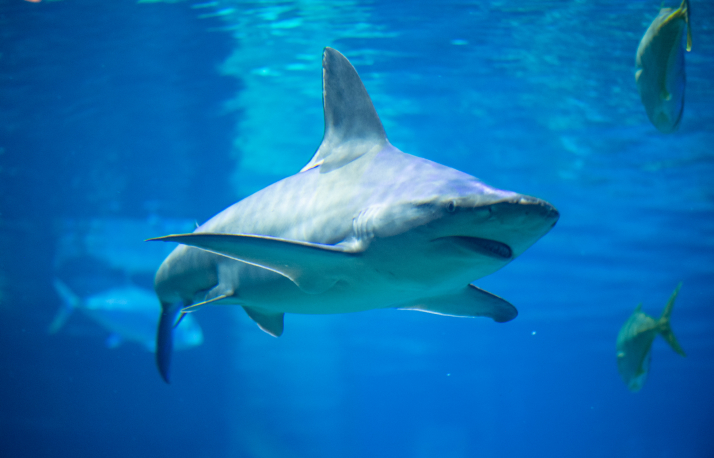 A shark swimming through the Shark Encounter habitat at SeaWorld San Diego