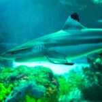 A shark swimming inside SeaWorld San Diego Shark Encounter