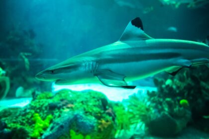 A shark swimming inside SeaWorld San Diego Shark Encounter