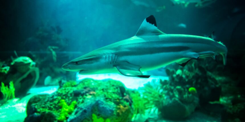A shark swimming inside SeaWorld San Diego Shark Encounter