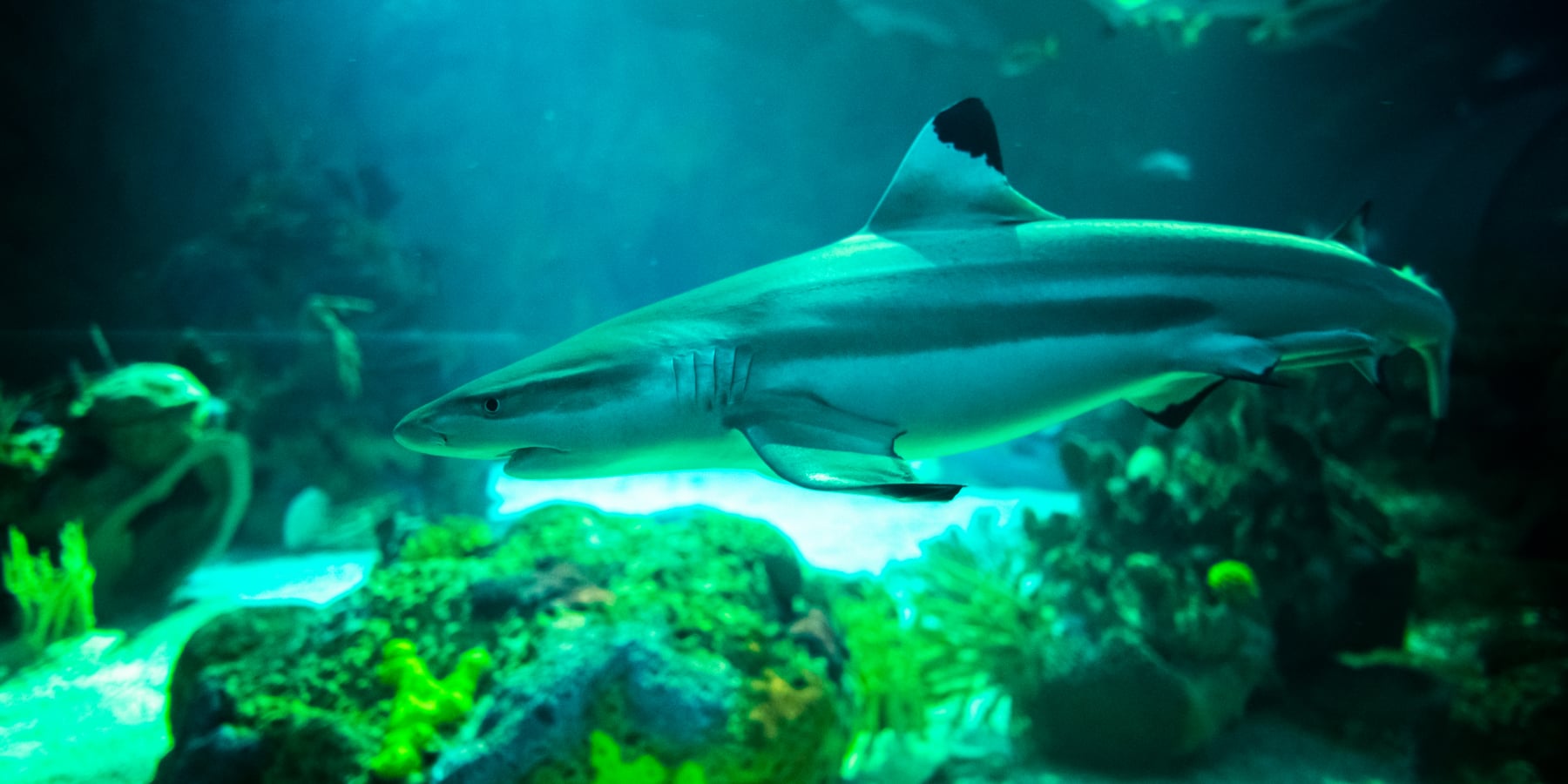 SeaWorld San Diego’s New Shark Encounter Opens May 22 - Theme Park Shark