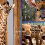 New baby animals at Walt Disney World