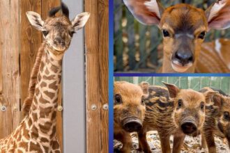 New baby animals at Walt Disney World