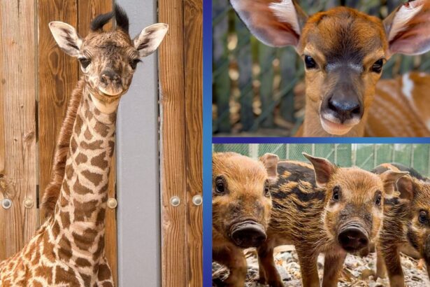 New baby animals at Walt Disney World
