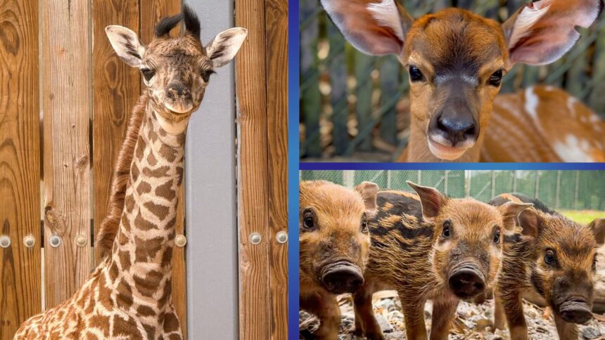 New baby animals at Walt Disney World