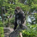 Bakari the western lowland gorilla at Disney Animal Kingdom