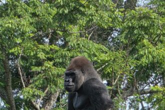 Bakari the western lowland gorilla at Disney Animal Kingdom
