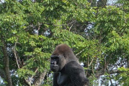 Bakari the western lowland gorilla at Disney Animal Kingdom