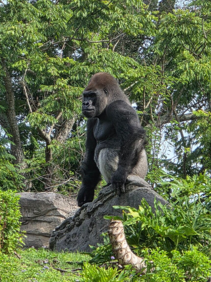 Bakari the western lowland gorilla at Disney Animal Kingdom