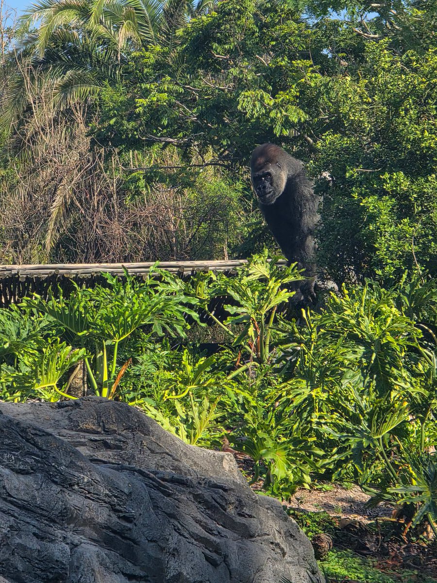 Bakari in the Gorilla Falls Exploration Trail habitat at Disney Animal Kingdom