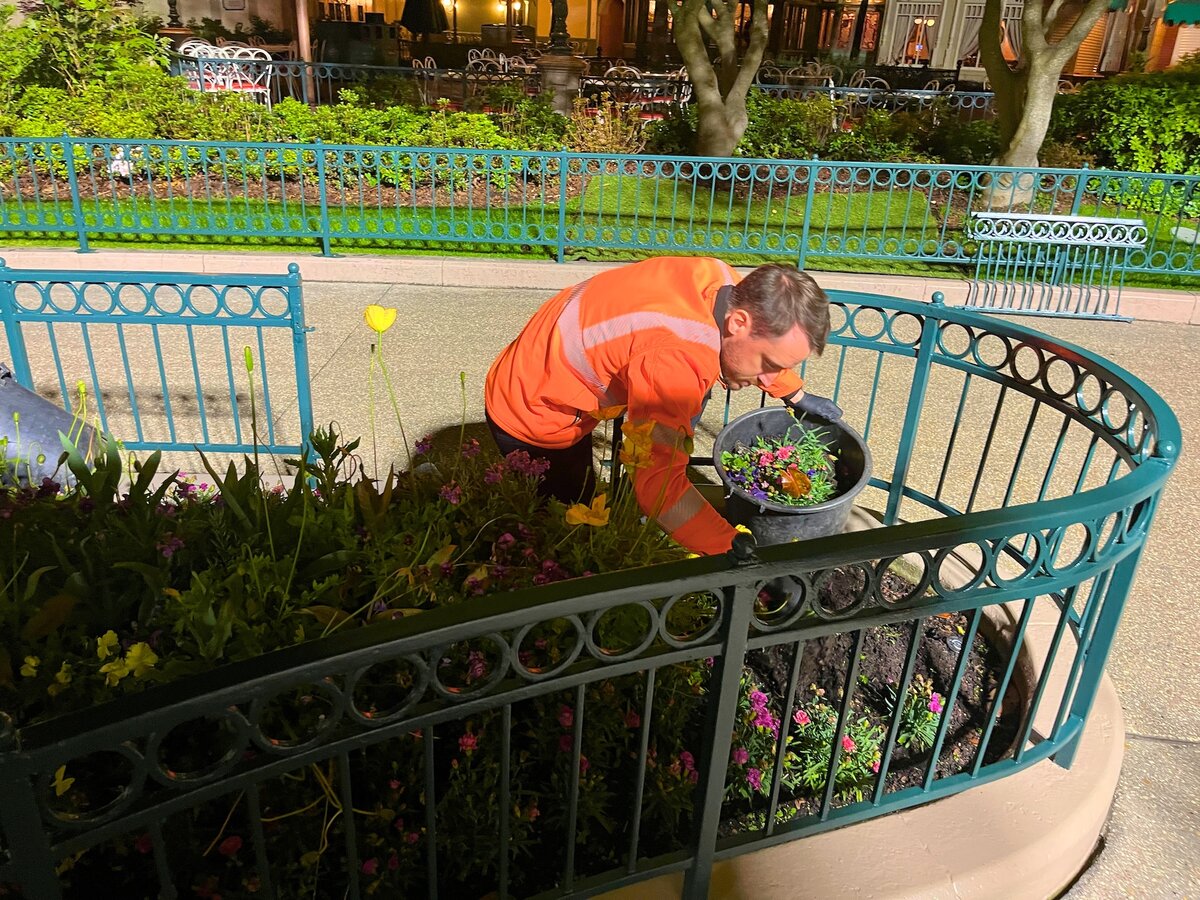 Disneyland Paris Cast Member tending Central Plaza flower beds overnight