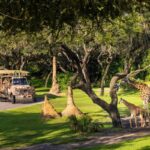 A Kilimanjaro Safaris vehicle passes Ivy and an adult giraffe at Disney Animal Kingdom.