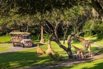 A Kilimanjaro Safaris vehicle passes Ivy and an adult giraffe at Disney Animal Kingdom.