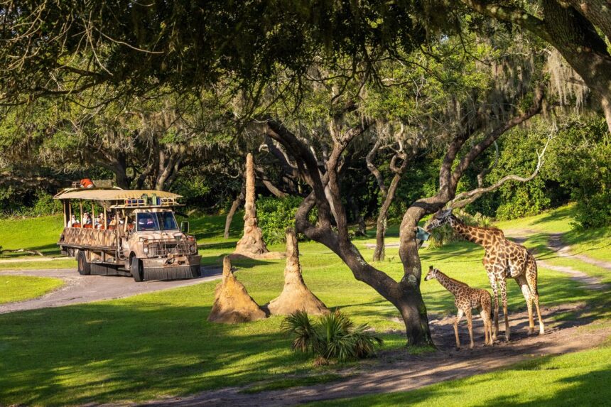 A Kilimanjaro Safaris vehicle passes Ivy and an adult giraffe at Disney Animal Kingdom.