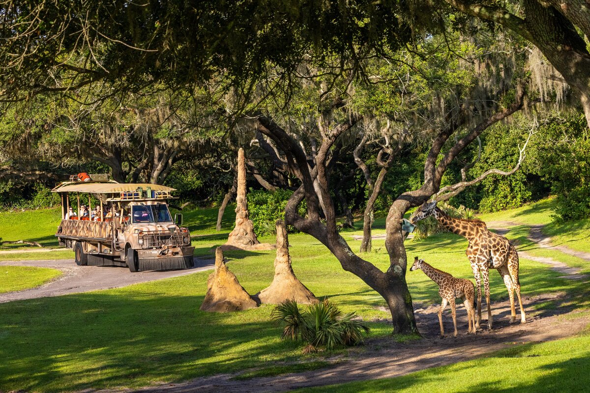 A Kilimanjaro Safaris vehicle passes Ivy and an adult giraffe at Disney Animal Kingdom.