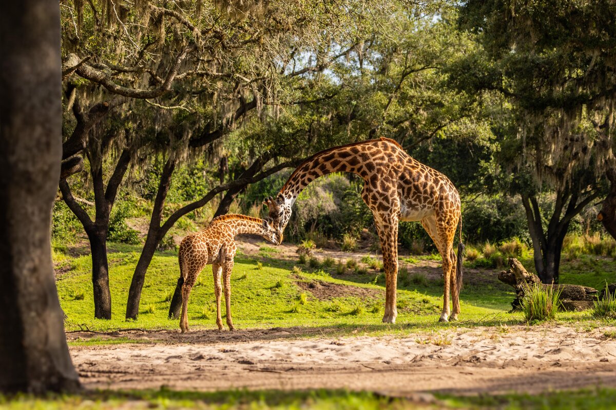 Ivy stands near an adult giraffe on the Kilimanjaro Safaris savanna.