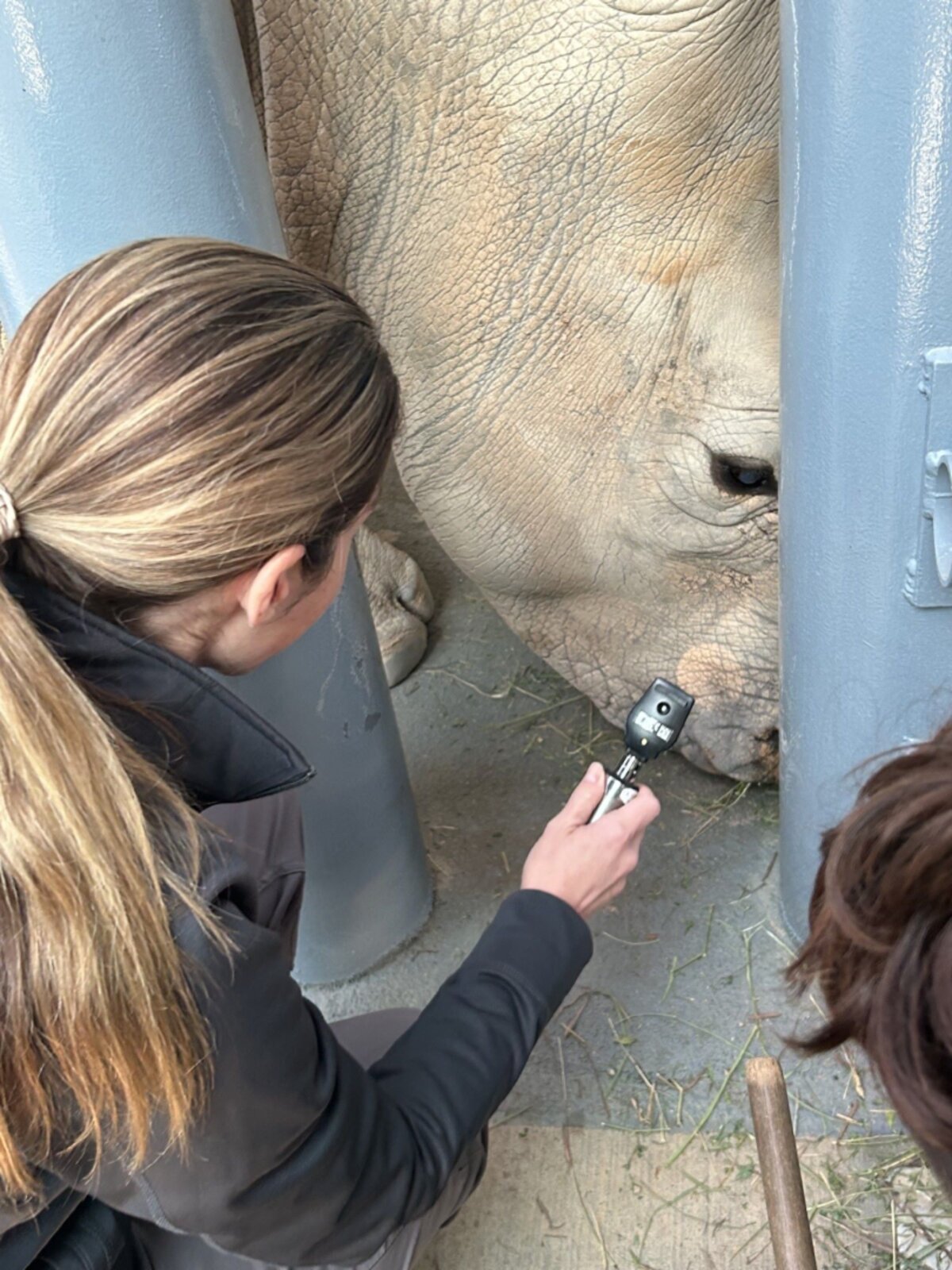 A Disney animal care team member examines Kendi the white rhino's eye at Disney's Animal Kingdom.