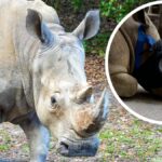 Kendi the white rhino at Disney's Animal Kingdom with a protective eye mask inset.