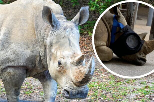 Kendi the white rhino at Disney's Animal Kingdom with a protective eye mask inset.
