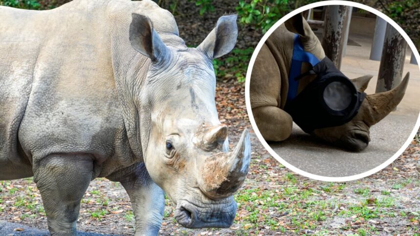Kendi the white rhino at Disney's Animal Kingdom with a protective eye mask inset.
