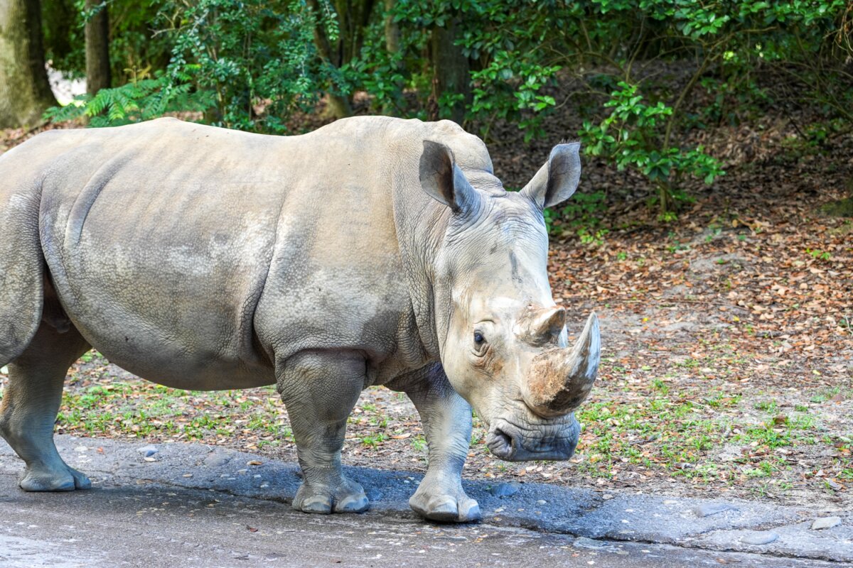 Kendi the white rhino stands on the savanna at Disney's Animal Kingdom.