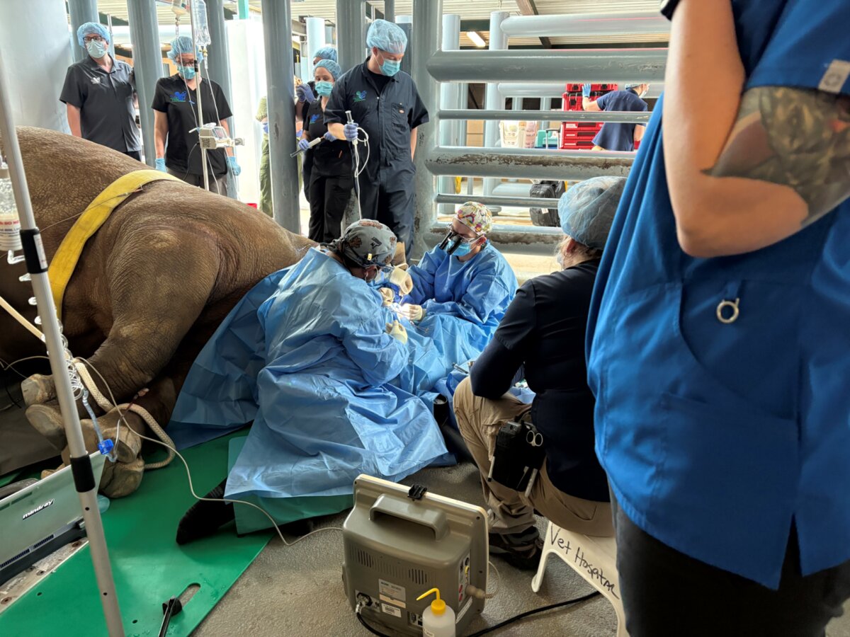 Veterinary teams perform cataract surgery on Kendi the white rhino at Disney's Animal Kingdom.