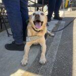 Benny the Disneyland Resort security dog wearing a security harness