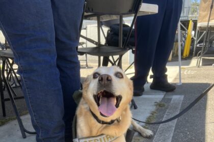 Benny the Disneyland Resort security dog wearing a security harness