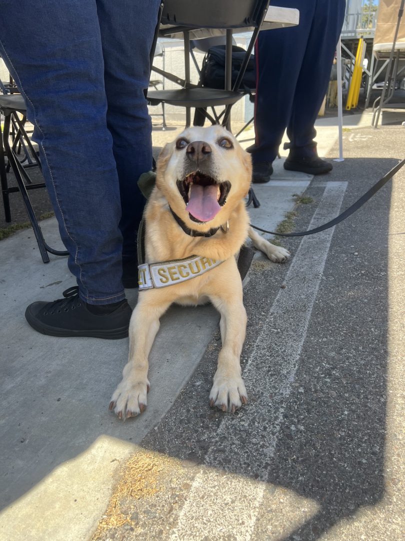 Benny the Disneyland Resort security dog wearing a security harness