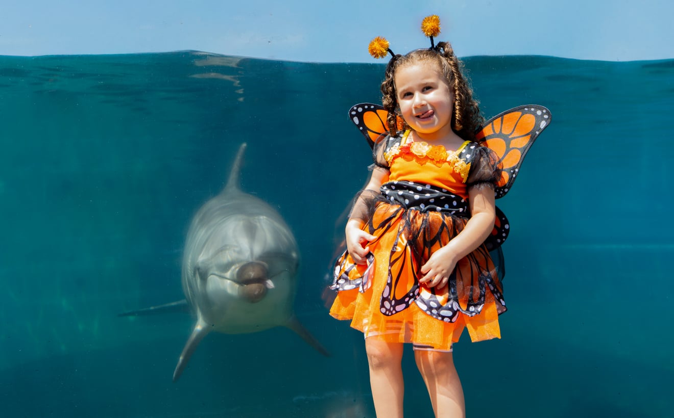 Child in a butterfly costume beside a dolphin during SeaWorld San Diego Spooktacular