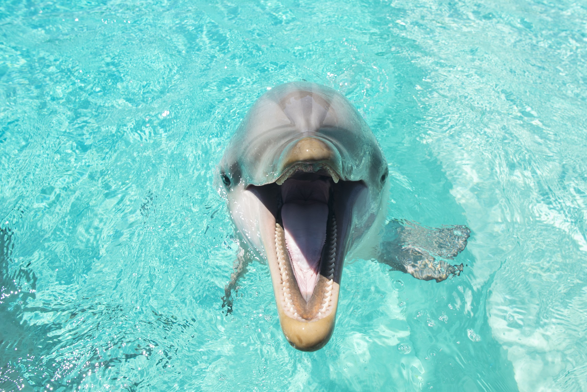 SeaWorld San Diego’s 2027 Annual Pass starts at $18 per month.