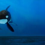 SeaWorld San Diego 2027 Annual Pass Starts at $18 Per Month