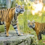 Bakso at Disney’s Animal Kingdom 2026: Move Ahead