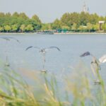 Wishing Star Park Debuts Three Siberian Crane Sculptures